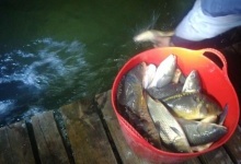 На Волині в озеро випустили майже пів тонни риби