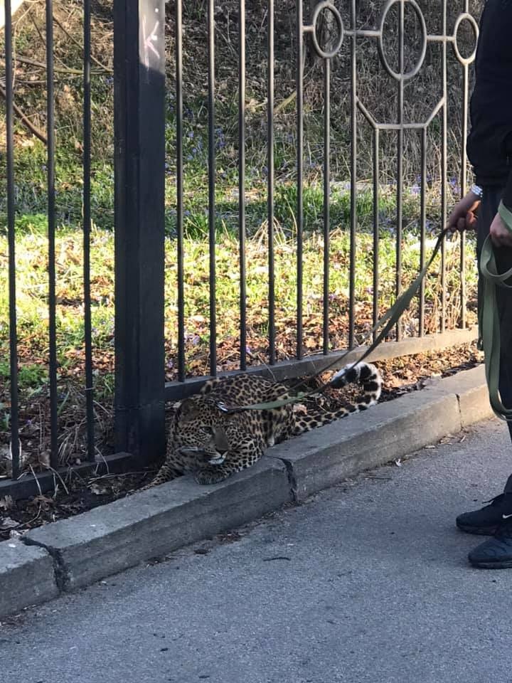 У центрі Києва хлопець вигулював леопарда