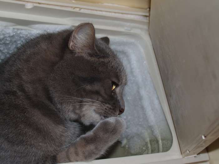 25-річний волинянин запхав у морозильну камеру кота