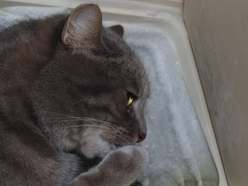 25-річний волинянин запхав у морозильну камеру кота