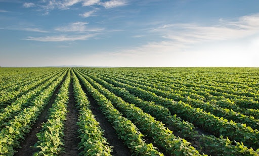 Пустелі, ГМО–соя і онко. Це чекає українців?