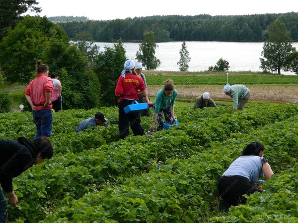 До Фінляндії полетів перший спецрейс з заробітчанами для аграрних робіт