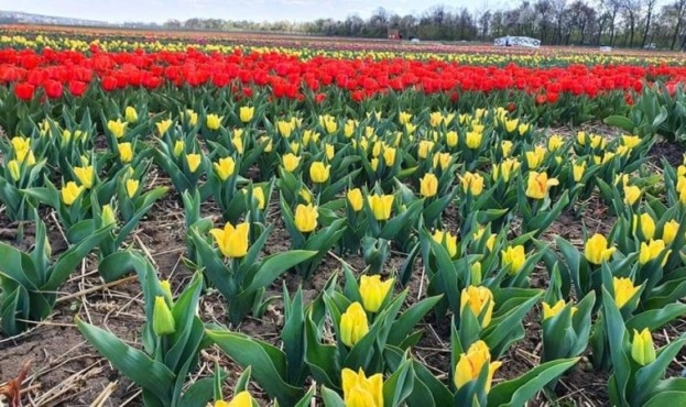 Фермер з Буковини знищив 2 мільйони власних тюльпанів