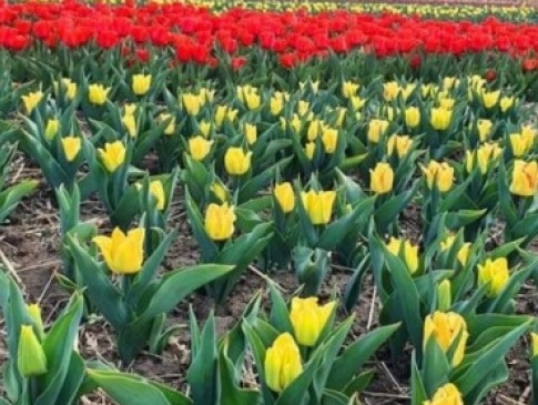 Фермер з Буковини знищив 2 мільйони власних тюльпанів