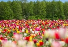 На Волині тюльпанове поле відкриють для відвідувачів