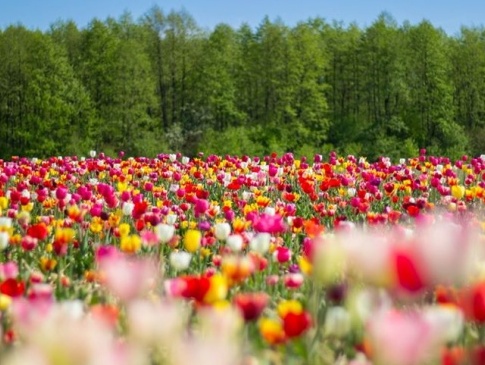 На Волині тюльпанове поле відкриють для відвідувачів