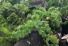 На Львівщині дівчину на смерть придавило деревом
