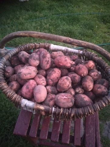 На Волині сім’я вже зібрала урожай картоплі