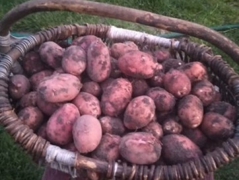 На Волині сім’я вже зібрала урожай картоплі