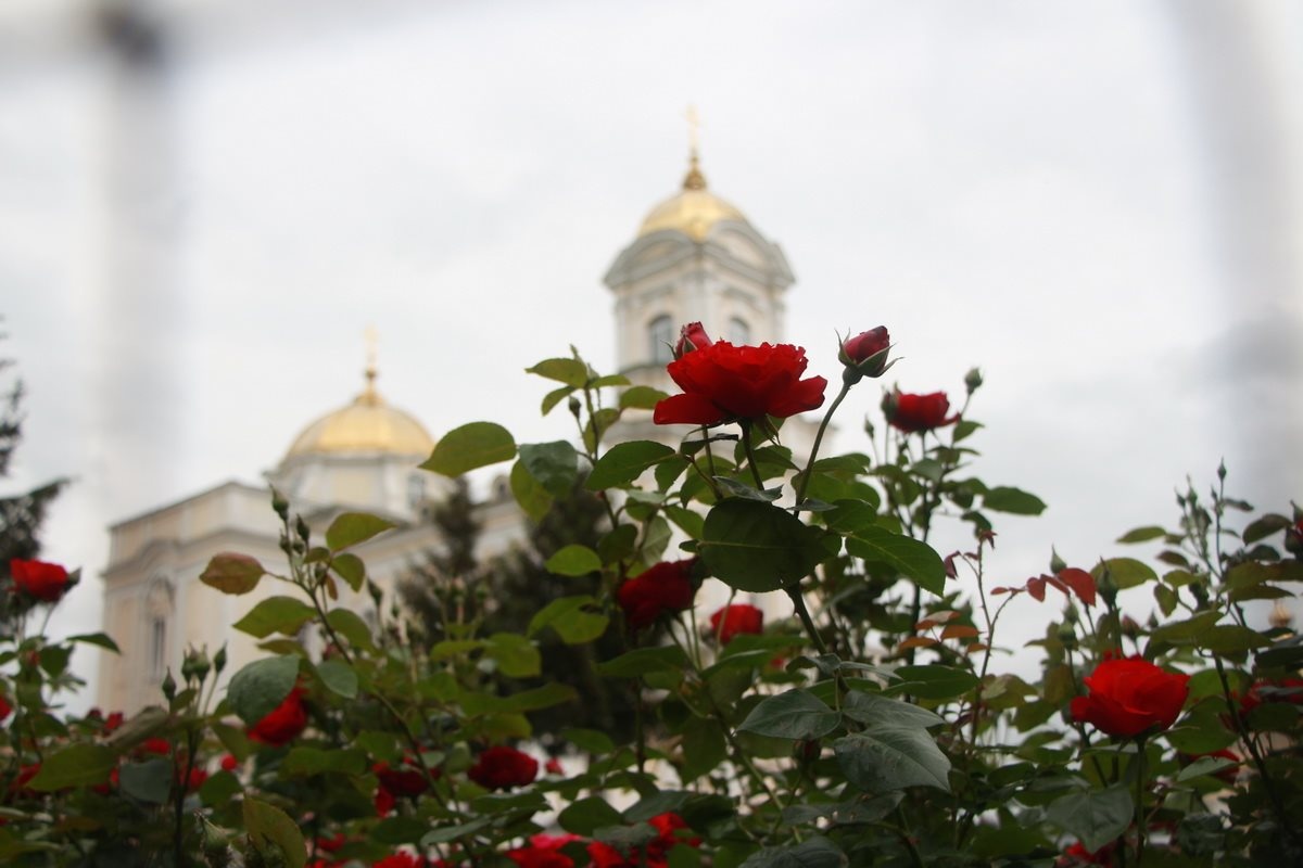 У Луцьку на території собору розцвіла тисяча троянд