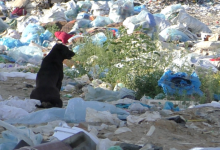 На Волині ОТГ протестує проти будівництва сміттєвого полігону