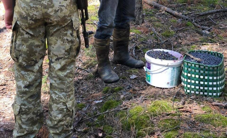 Оштрафували чоловіка, який назбирав у Чорнобильській зоні 25 кг чорниць