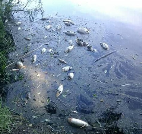 Відома причина масової загибелі риби у Стиру біля Луцька