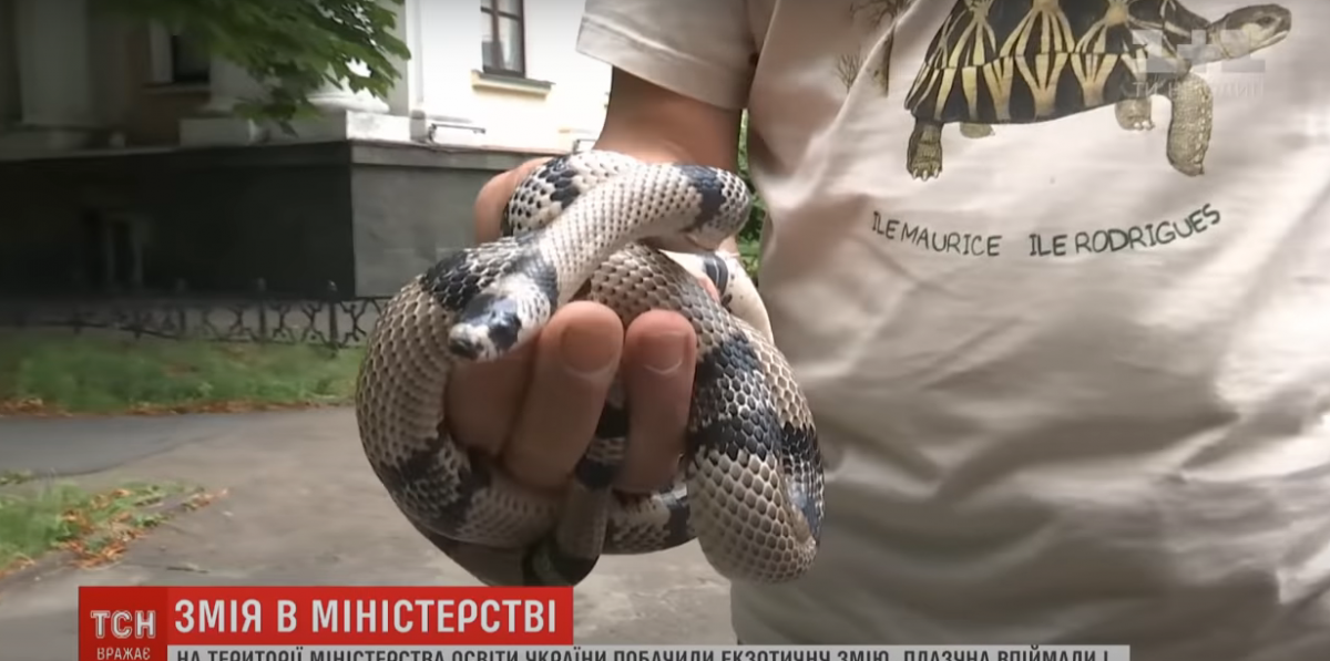 У Міносвіти України заповзла змія
