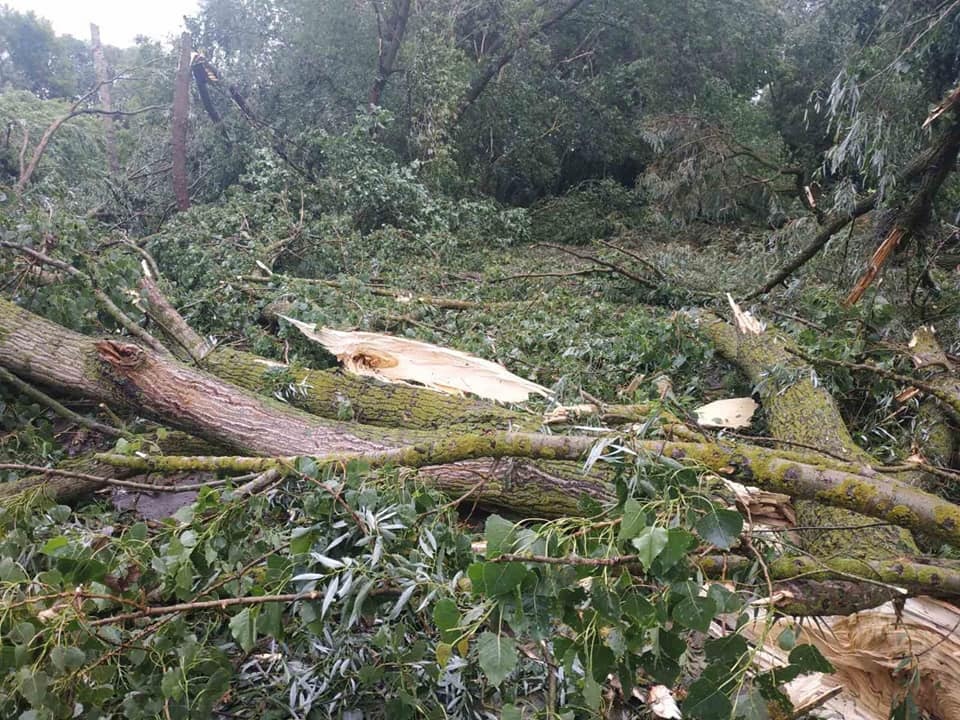 На Рівненщині негода повалила дерева на житлові будинки