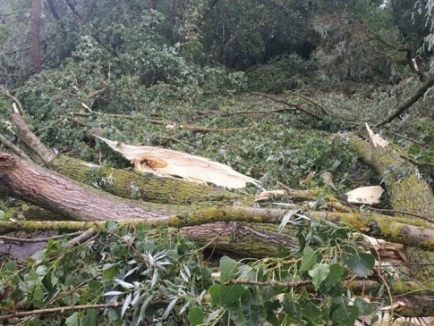 На Рівненщині негода повалила дерева на житлові будинки
