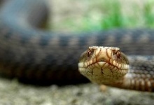 На Львівщині 6-річну дівчинку вкусила змія