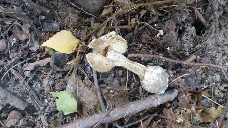 Подробиці смертельного отруєння волинянки грибами