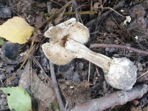 Подробиці смертельного отруєння волинянки грибами