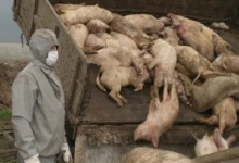 В ОТГ на Волині масово гинуть свині