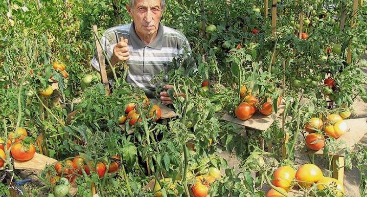 Фермер з Волині збирає 100 помідорів з куща
