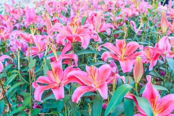 «Волинська Голландія» влаштовує свято квітів