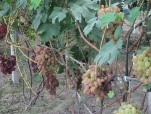 Волинський фермер вирощує 57 сортів винограду