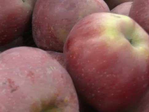 На Волині родина вирощує більше сотні сортів яблунь