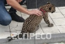 В Івано-Франківську подружжя тримає у квартирі леопарда