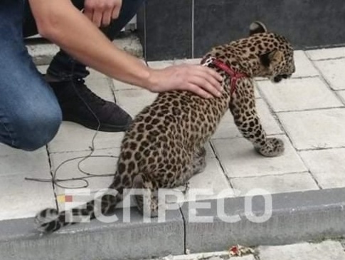 В Івано-Франківську подружжя тримає у квартирі леопарда