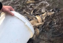 На Волині у водосховище випустили понад тонну риби