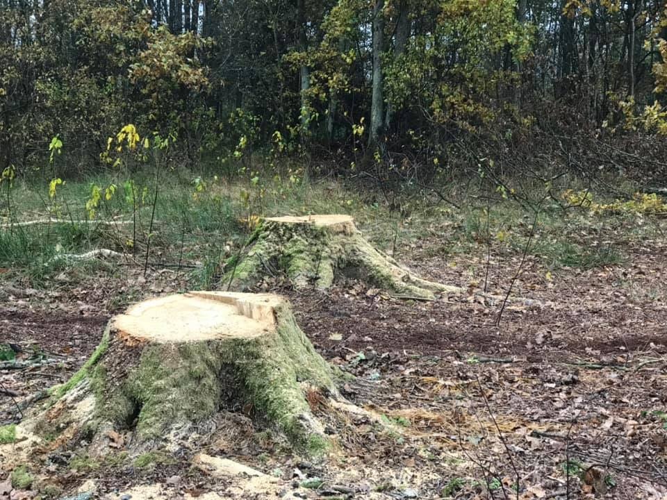 На Волині незаконно зрізали більше 6 сотень дерев