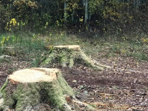 На Волині незаконно зрізали більше 6 сотень дерев