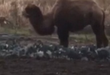 Капусту з городів крав верблюд (відео)