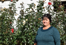 Сім'я волинян біля будинку висадила тисячі троянд