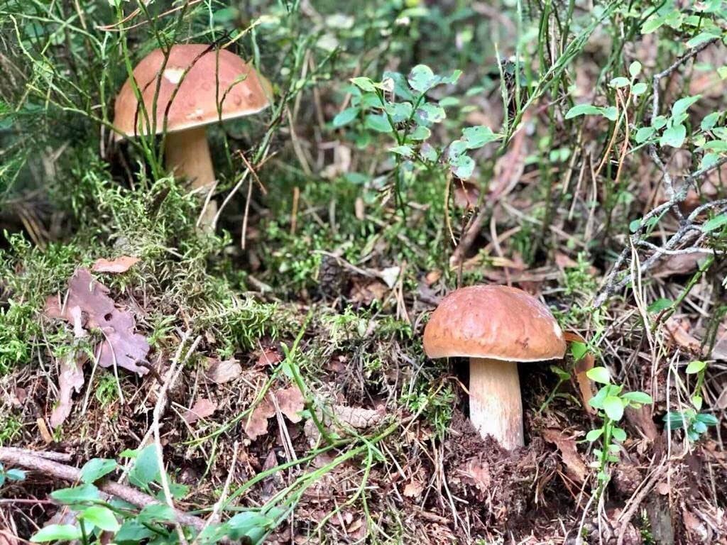 Де біля Луцька можна назбирати білих грибів