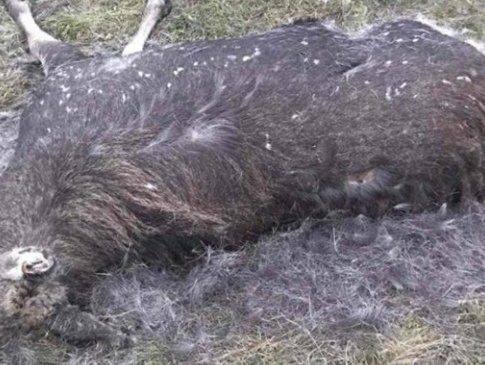 На Волині браконьєри застрелили червонокнижного лося