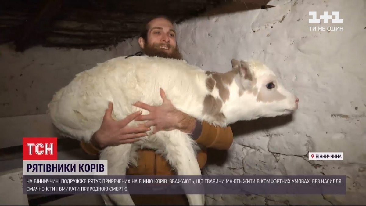 На Вінниччині подружжя рятує корів, яких мають відправляти на бійню