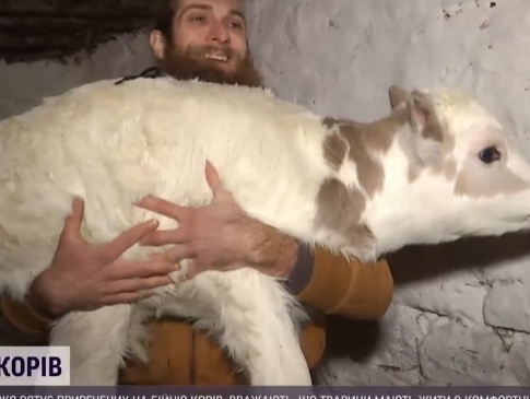 На Вінниччині подружжя рятує корів, яких мають відправляти на бійню