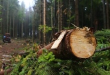 На Волині селяни заборонили лісівникам рубати ліс