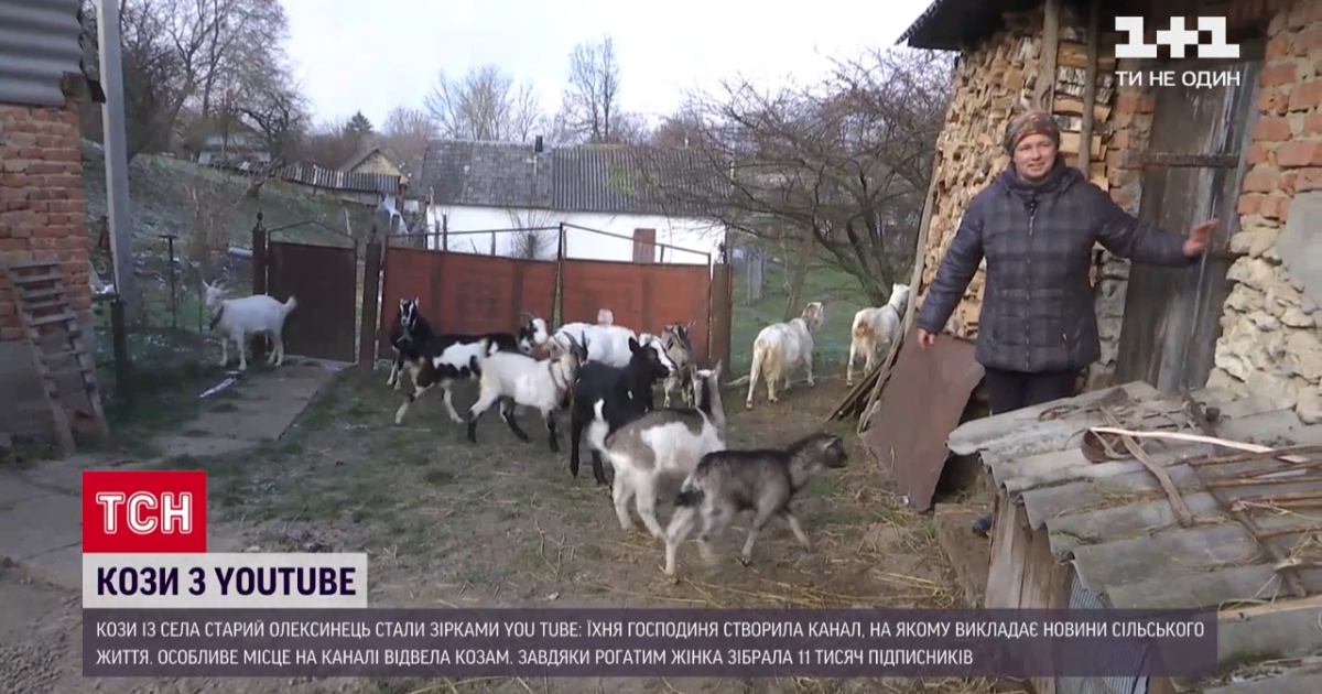 Селянка з Тернопільщини стала популярною блогеркою завдяки своїм козам