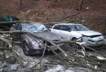 У Львові через сильний вітер дерева попадали на автомобілі