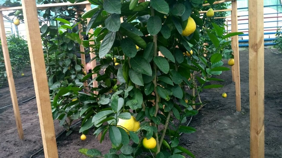 В лісгоспі на Волині виростили півкілограмові лимони