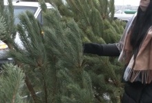 За скільки у Луцьку продають новорічні дерева