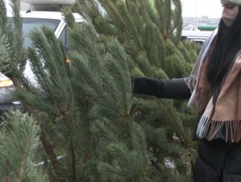 За скільки у Луцьку продають новорічні дерева