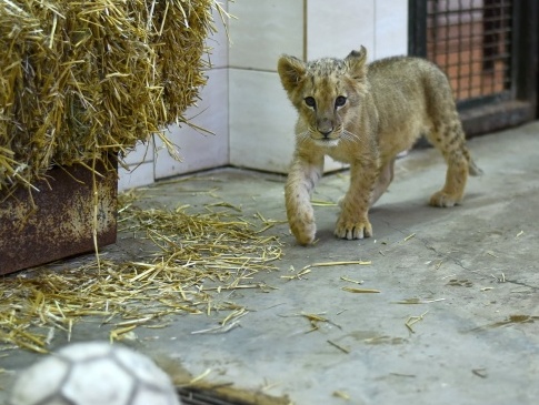 Луцькому зоопарку подарували дитинча лева