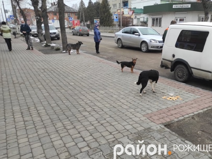 В місті на Волині трьох людей госпіталізували через укуси вуличних собак