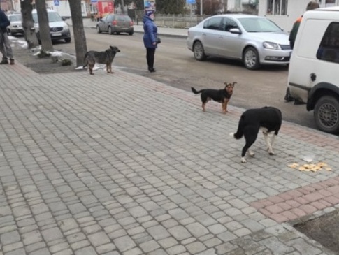 В місті на Волині трьох людей госпіталізували через укуси вуличних собак