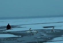 На волинському озері люди врятували від холоду і голоду десятки лебедів