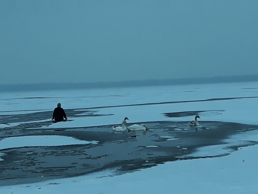 На волинському озері люди врятували від холоду і голоду десятки лебедів